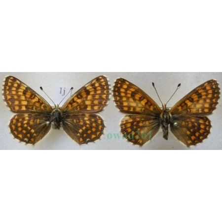 Melitaea aurelia Nickerl, 1850 pair Przeplatka aurelia Czech1j